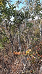 Handroanthus coronatus