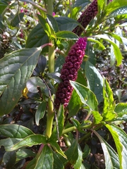 Phytolacca bogotensis