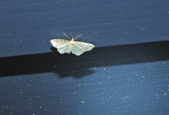 Idaea fuscovenosa
