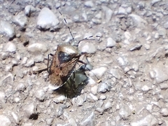 Rhaphigaster nebulosa