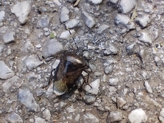 Rhaphigaster nebulosa