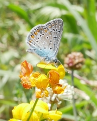 Polyommatus icarus