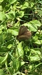 Aphantopus hyperantus