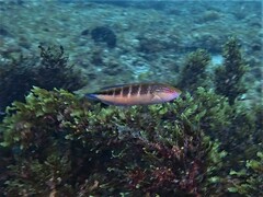 Blue-Throated Rainbow Wrasse photo 4