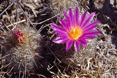 Thelocactus hastifer
