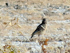Chersomanes albofasciata kalahariae