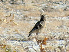 Chersomanes albofasciata kalahariae