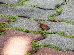 Euthalia aconthea gurda