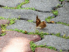 Euthalia aconthea gurda