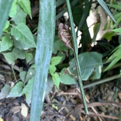 Cryptotympana mandarina