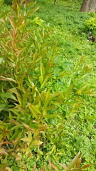 Salix