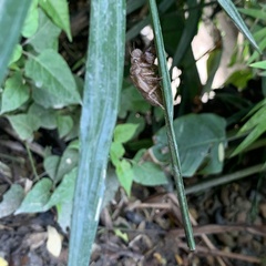 Cryptotympana mandarina