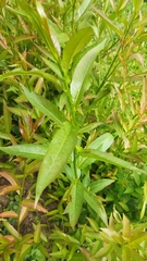 Salix