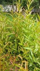 Salix