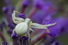 Misumena vatia