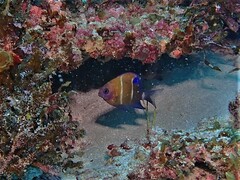 Western Scalyfin photo 2