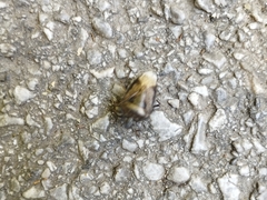 Rhaphigaster nebulosa