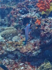 Anampses geographicus