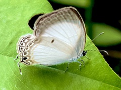 Oboronia punctatus