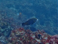 Anampses geographicus