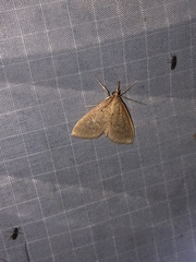 Framinghamia helvalis