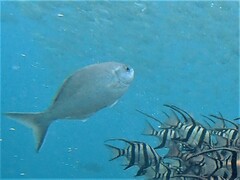Kyphosus cornelii