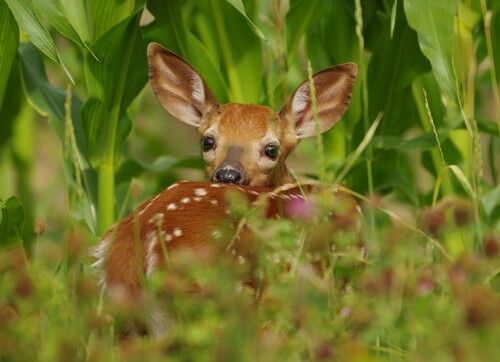 White-tailed Deer photographed in Vermont