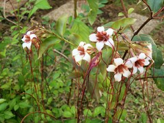 Strophanthus preussii