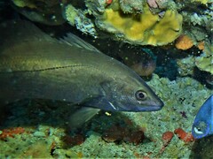 Psammoperca datnioides