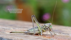 Gampsocleis gratiosa