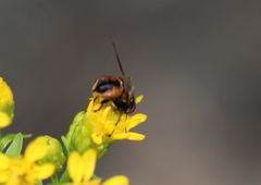 Phasia aurulans