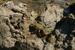 Pelophylax ridibundus