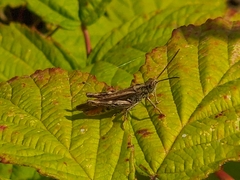 Chorthippus brunneus