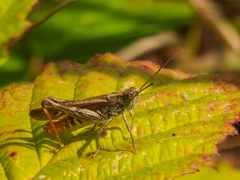 Chorthippus brunneus