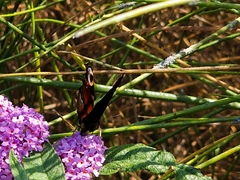 Aglais io