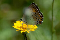 Lycaena candens