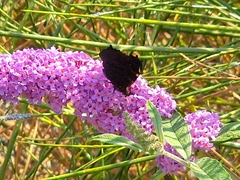 Aglais io