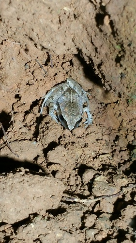 Craugastor podiciferus