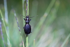 Carabus depressus