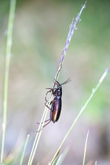 Carabus depressus