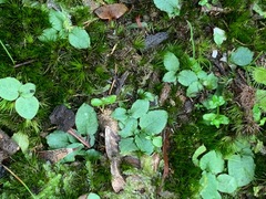Pterostylis parviflora