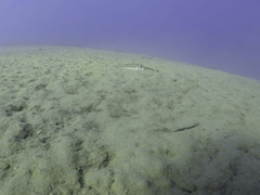 Torquigener flavimaculosus