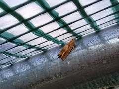 Eucosma conterminana