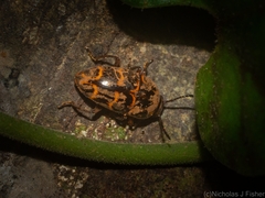 Episcaphula tamburinea