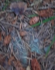 Geometra papilionaria