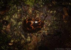 Episcaphula tamburinea