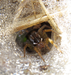 Diapontia