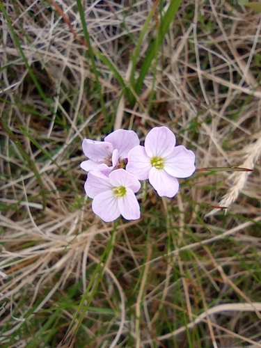 Image of Cardamine polemonioides by no rights reserved