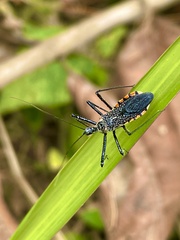Rhynocoris albopilosus