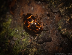 Episcaphula tamburinea